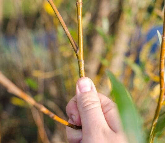 Donice przy drzwiach przeciwpożarowych: zasady