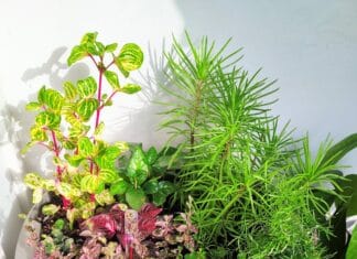 Kiedy wymieniać kwiaty w biurze: sezon i objawy