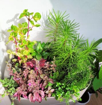 Kiedy wymieniać kwiaty w biurze: sezon i objawy